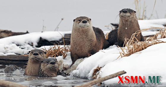 Giải mã giấc mơ thấy con rái cá báo điềm gì?