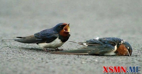 Ngủ mơ chím chết đánh số mấy