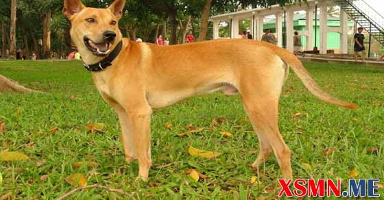 Chiêm bao chó vàng đánh số mấy Chiêm bao chó vàng đánh số mấy