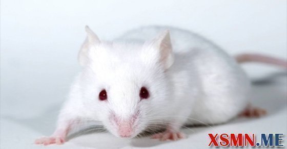 Nằm mơ chuột bạch đánh số mấy