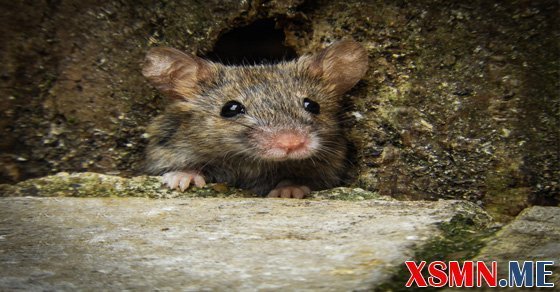 Mơ thấy chuột cống đánh số mấy