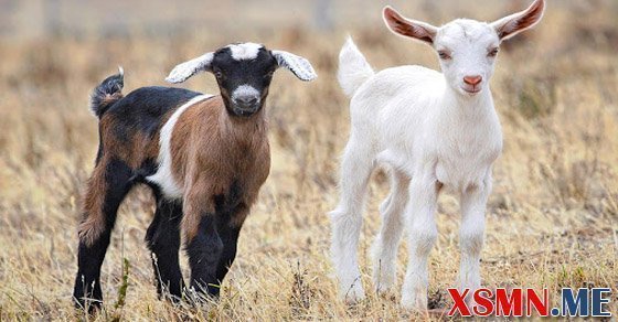 Nằm mơ thấy con dê đánh số bao nhiêu