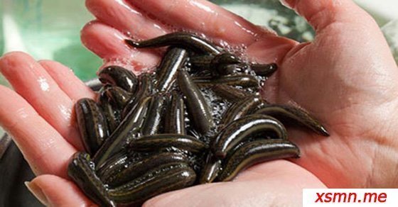 Mơ thấy con đỉa