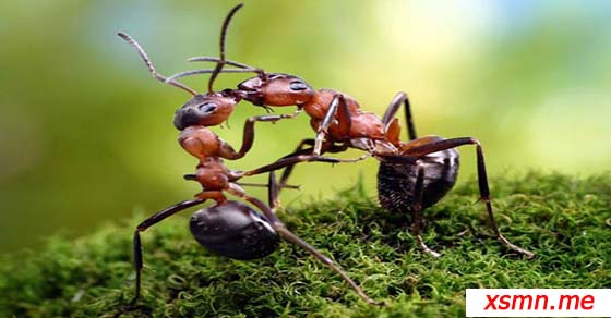 Mơ thấy con kiến
