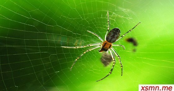 Mơ thấy con nhện