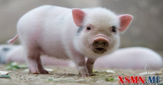 Nằm mơ thấy đàn lợn đánh con gì