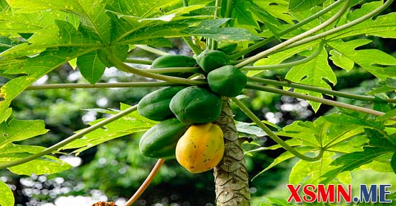 Chiêm bao thấy quả đu đủ đánh số bao nhiêu