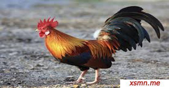 Mơ thấy gà trống