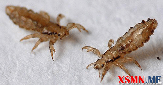 Giải mã chiêm bao thấy chấy rận