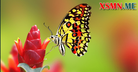 Giải mộng chiêm bao thấy bươm bướm