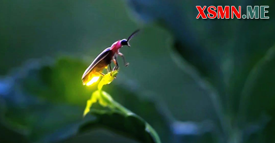 Ý nghĩa giấc mơ thấy đom đóm