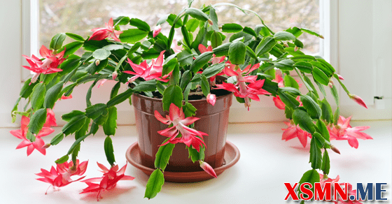 Giải mã ý nghĩa giấc mơ thấy cây nở ra hoa