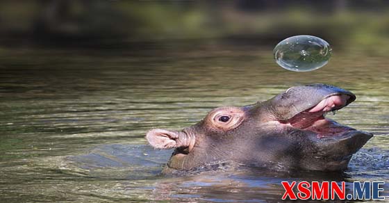 Ngủ mơ thấy hà mã đánh số mấy