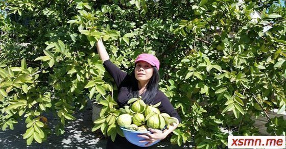 Mơ thấy hái ổi