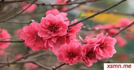 Mơ thấy hoa đào