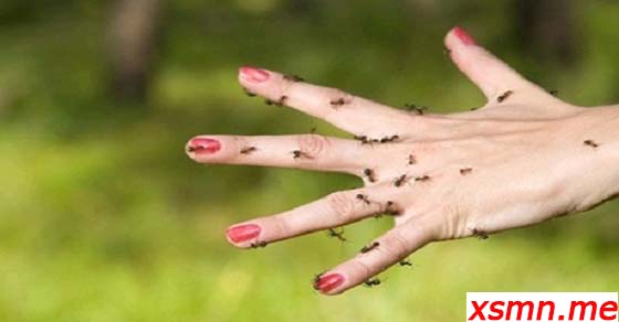 Mơ thấy kiến cắn