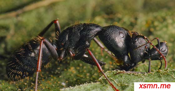 Mơ thấy kiến đen