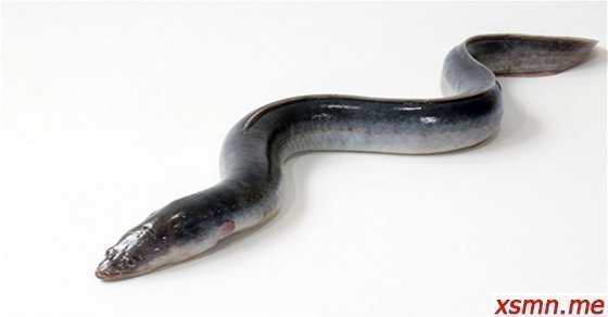 Mơ thấy con lươn