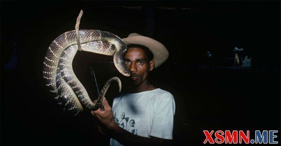 Mơ thấy bắt rắn đánh con số mấy