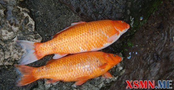 Mơ thấy cá chết đánh con gì