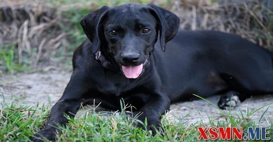 Nằm mơ thấy chó đen đánh con gì