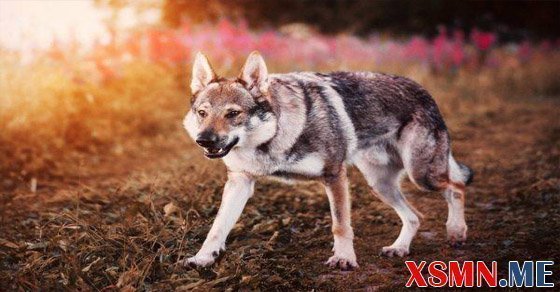 Nằm mơ thấy chó sói đánh số bao nhiêu