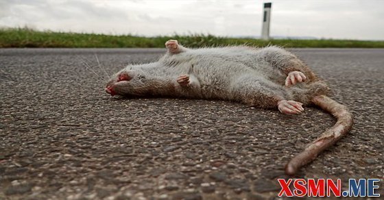 Mơ thấy chuột chết đánh con gì