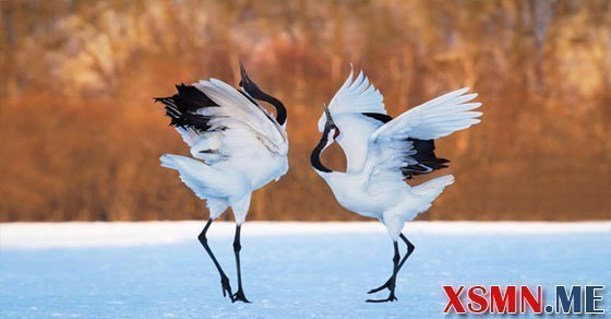 Ngủ mơ thấy hạc đánh số đề bao nhiêu