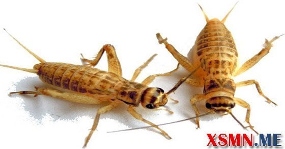 Chiêm bao thấy con dế đánh số nào