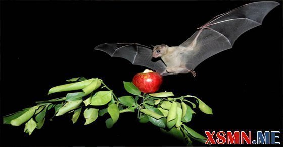 Mơ thấy con dơi đánh con gì Mơ thấy con dơi đánh con gì