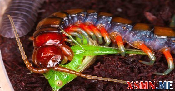 Mơ thấy rết đánh con gì Mơ thấy rết đánh con gì