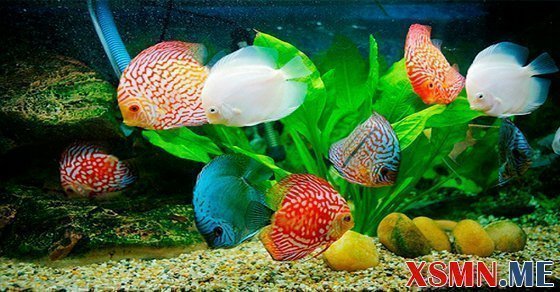 Ngủ mơ đàn cá đánh số bao nhiêu