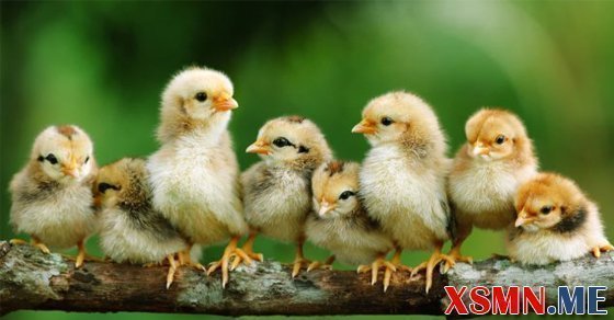 Mơ đàn gà đánh số mấy