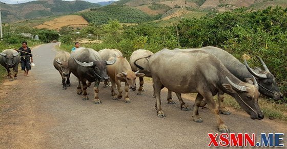 Mơ đàn trâu đánh số bao nhiêu