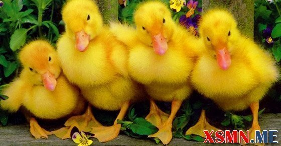 Ngủ mơ thấy vịt đánh số nào may mắn