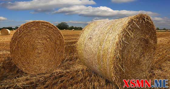 Ngủ mơ đống rơm đánh con gì