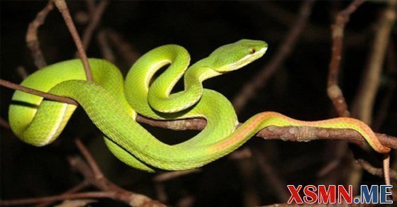 Nằm mơ thấy rắn quấn đánh số mấy Nằm mơ thấy rắn quấn đánh số mấy