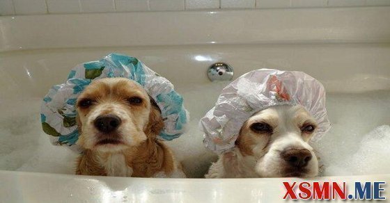 Mơ tắm chó đánh con số mấy