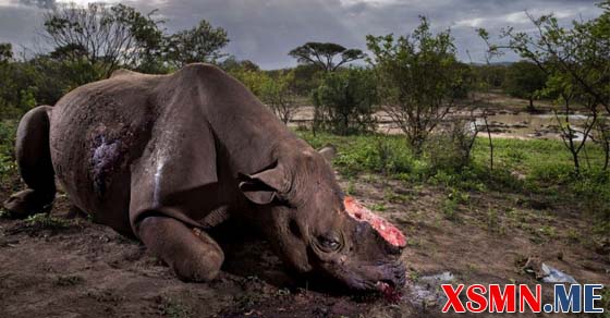 Nằm mộng thấy tê giác đánh con số mấy