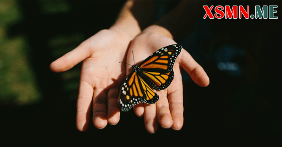 Mơ thấy bướm đậu trên người là điềm gì?