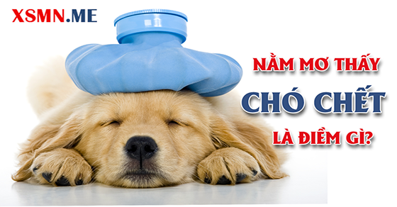 Giải mã giấc mơ thấy chó chết Giải mã giấc mơ thấy chó chết