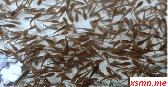 Mơ thấy con cá con