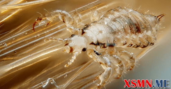 Ý nghĩa giấc mơ thấy chấy rận