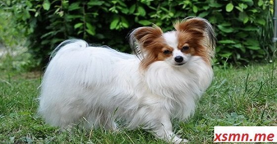 Mơ thấy con chó nhật