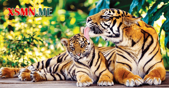 Giải mộng chiêm bao thấy cọp là điềm gì