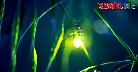 Mơ thấy đom đóm bay vào nhà báo hiệu tài lộc