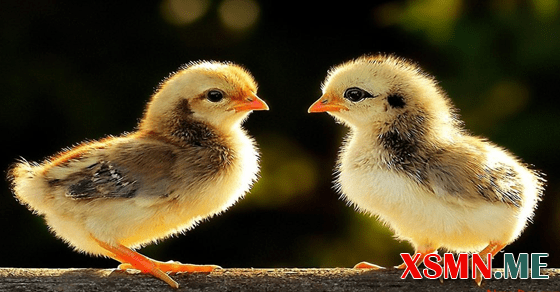 Giải mã giấc mơ thấy gà con là điềm gì