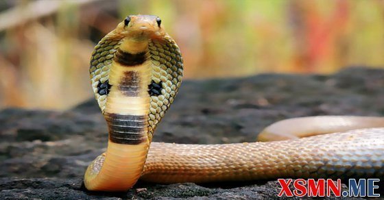 Ngủ mơ thấy rắn hổ mang đánh con gì