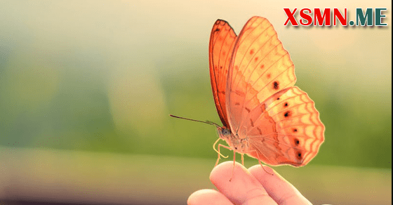 Mơ thấy bươm bướm đánh đề con gì?