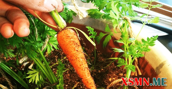 Mơ thấy củ cà rốt to mập, tươi tốt là điềm lành